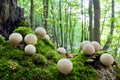 Clusters of young mushrooms Lycoperdon perlatum growing in a for