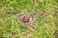 Clutch of eggs of Southern Lapwing Vanellus chilensis Royalty Free Stock Photo