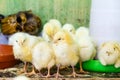 Clutch of fluffy yellow chicks Royalty Free Stock Photo