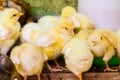 Clutch of fluffy yellow chicks Royalty Free Stock Photo