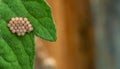 Clutch of insect eggs on a leaf of a plant.