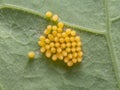 A clutch of Large White butteryfly eggs Royalty Free Stock Photo