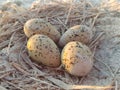 Clutch of seagull eggs