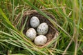 a clutch of snake eggs in the grass