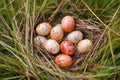 a clutch of snake eggs in the grass