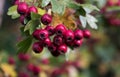 A clutser of autumn berries