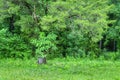 Cluttered Green Overgrowth At The Forest Edge Royalty Free Stock Photo