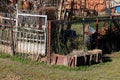 Cluttered old family house backyard filled with construction material mixed with tree branches and other junk