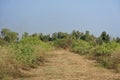 Cluttered, overgrown grass on road into nowhere with copy space on the emply sky, remote place Royalty Free Stock Photo