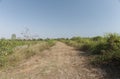 Cluttered, overgrown grass on road into nowhere with copy space on the emply sky, remote place Royalty Free Stock Photo