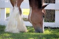 Clydesdale Royalty Free Stock Photo