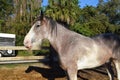 Clydesdale draft horse portrait