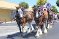 Clydesdale or draft horses on parade Royalty Free Stock Photo