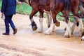 Close Up Of Legs Of Team Of Draft Horses Royalty Free Stock Photo