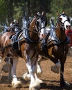 Clydesdale draught horses Royalty Free Stock Photo