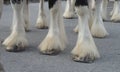 Clydesdale Hooves Royalty Free Stock Photo