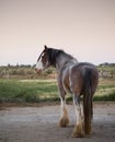 Clydesdale Horse Royalty Free Stock Photo