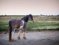 Clydesdale Horse Royalty Free Stock Photo