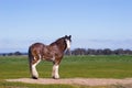 Clydesdale horse Royalty Free Stock Photo