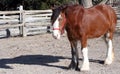 Clydesdale Horse Royalty Free Stock Photo