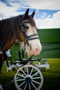 Clydesdale horse