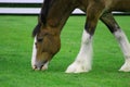 Clydesdale horse Royalty Free Stock Photo