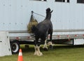 Clydesdale horse acting up while tied to horse trailer Royalty Free Stock Photo