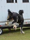 Clydesdale horse acting up while tied to horse trailer