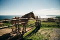 Clydesdale horse at barn door at sundown over Bras dOr Lake at Highland Village Museum Iona NS