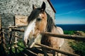 Clydesdale horse at barn door at sundown over Bras dOr Lake at Highland Village Museum Iona NS