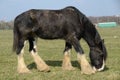 Clydesdale horse grazing in a meadow Royalty Free Stock Photo