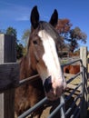 Clydesdale horse Royalty Free Stock Photo