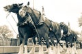 Clydesdale Horse Line Up Royalty Free Stock Photo