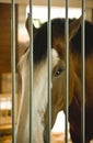 Clydesdale horse in stall