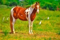 Clydesdale horse standing on ground,brown and white horse standing in high grass ,Arabic horse in a meadow , running, playing, Royalty Free Stock Photo
