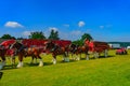 Clydesdale Horse Team