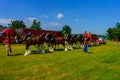 Clydesdale Horse Team Royalty Free Stock Photo