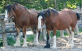 Clydesdale Horses