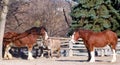 Clydesdale horses and donkey