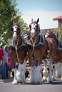 Clydesdale Horses pulling Budwiser wagon Royalty Free Stock Photo