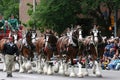 Clydesdale horses pulling wagon Royalty Free Stock Photo