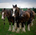 Clydesdale horses team Royalty Free Stock Photo