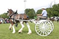 Clydesdale Pulling Cart in Competition