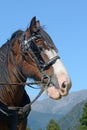 Clydesdale ready to go Royalty Free Stock Photo