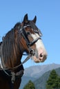 Clydesdale ready to go Royalty Free Stock Photo