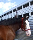 Clydesdale at Trailer
