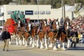 Clydesdales