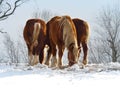 Clydesdales in the Snow Royalty Free Stock Photo