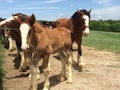 Clydesdales at the Warm Springs Ranch Royalty Free Stock Photo