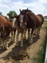 Clydesdales at the Warm Springs Ranch Royalty Free Stock Photo